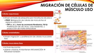 MIGRACIÓN DE CÉLULAS DE 
MÚSCULO LISO 
Células espumosas 
•Atraen entrada de plaquetas por microfisuras de placa 
•PDGF Migración de células de músculo liso al 
espacio subintimal 
• TNF-α , IL-1 , Factor de crecimiento fibroblastico, TGF-β: 
Proliferación de cél. Musc. Lisas residentes y 
producción de matriz extracelular 
Células endoteliales 
•Atraen migración y proliferación de células musculares 
lisas 
Células musculares lisas 
•Activan leucocitos 
• Liberan citosinas  Mantienen INFLAMACIÓN  
Refuerzan la lesión 
 
