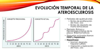 EVOLUCIÓN TEMPORAL DE LA 
ATEROESCLEROSIS 
• Períodos de quietud-crisis 
• Brotes de proliferación 
de músc. Liso 
• Brotes de depósito de 
matriz extracelular 
• Ejemplo: Rotura y 
hemorragia interna de la 
placa asintomáticos 
• Plaquetas activadas liberan 
PDGF y heparinasa 
• Heparinasa: 
• Normal: degrada 
heparan sulfato 
• migración y replicación 
de músc. Liso 
 