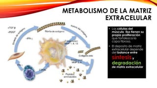 METABOLISMO DE LA MATRIZ 
EXTRACELULAR 
• Las células del 
músculo liso tienen su 
propia proliferación 
que fortalezca la 
capa fibrosa. 
• El deposito de matriz 
extracelular depende 
del balance entre 
síntesis y 
degradación 
de matriz extracelular 
 