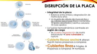 DISRUPCIÓN DE LA PLACA 
• Integridad de la placa 
• Balance entre síntesis y degradación de 
matriz dura años 
• La muerte de células de musculo liso y 
de células espumosas libera contenidos 
 lípidos absorbidos y detritus celulares 
 Core Lípidico 
• La fuerza hemodinámica centrada en 
región de carga 
• Se acelera degradación de matriz 
extracelular  zona vulnerable a 
ruptura 
• Cubierta fibrosa ancha alteran 
flujo menos propensas a romperse 
• Cubiertas finas Frágiles  
Propensas a romperse  trombosis 
 