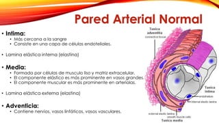 Pared Arterial Normal 
• Intima: 
• Más cercana a la sangre 
• Consiste en una capa de células endoteliales. 
• Lamina elástica interna (elastina) 
• Media: 
• Formada por células de musculo liso y matriz extracelular. 
• El componente elástico es más prominente en vasos grandes. 
• El componente muscular es más prominente en arteriolas. 
• Lamina elástica externa (elastina) 
• Adventicia: 
• Contiene nervios, vasos linfáticos, vasos vasculares. 
 
