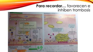 Para recordar… favorecen e 
inhiben trombosis 
 