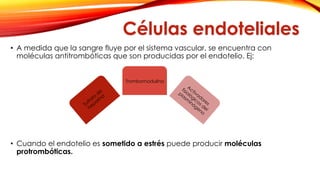 Células endoteliales 
• A medida que la sangre fluye por el sistema vascular, se encuentra con 
moléculas antitrombóticas que son producidas por el endotelio. Ej: 
Trombomodulina 
• Cuando el endotelio es sometido a estrés puede producir moléculas 
protrombóticas. 
 