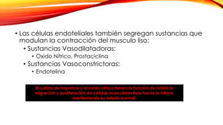 • Las células endoteliales también segregan sustancias que 
modulan la contracción del musculo liso: 
• Sustancias Vasodilatadoras: 
• Oxido Nítrico, Prostaciclina 
• Sustancias Vasoconstrictoras: 
• Endotelina 
El sulfato de heparina y el oxido nítrico tienen la función de inhibir la 
migración y proliferación de células musculares lisas hacia la intima, 
manteniendo su estado normal. 
 