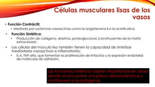 Células musculares lisas de los 
vasos 
• Función Contráctil: 
• Mediada por sustancias vasoactivas como la angiotensina II o la acetilcolina. 
• Función Sintética: 
• Producción de colágeno, elastina, proteoglucanos (constituyentes de la matriz 
extracelular). 
• Las células del músculo liso también tienen la capacidad de sintetizar 
mediadores vasoactivos e inflamatorios: 
• IL-6, TNF-alfa, que fomentan la proliferación de linfocitos y la expresión endotelial 
de moléculas de adhesión. 
Las funciones sintéticas cobran importancia en zonas 
donde se encuentra una placa ateroesclerótica y 
contribuyen a la patogenia. 
 