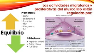Las actividades migratorias y 
proliferativas del musco liso están 
Promotores: reguladas por: 
• PDGF 
• Endotelina-1 
• Trombina 
• FGF 
• IFN-gamma 
• IL-1 
Inhibidores: 
• Heparan sulfato 
• Óxido nítrico 
• TGF-beta 
Equilibrio 
 