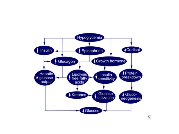 Fisiopatología de la hipoglicemia Fisiopatología de la hipoglicemia