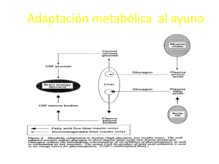 Fisiopatología de la hipoglicemia Fisiopatología de la hipoglicemia
