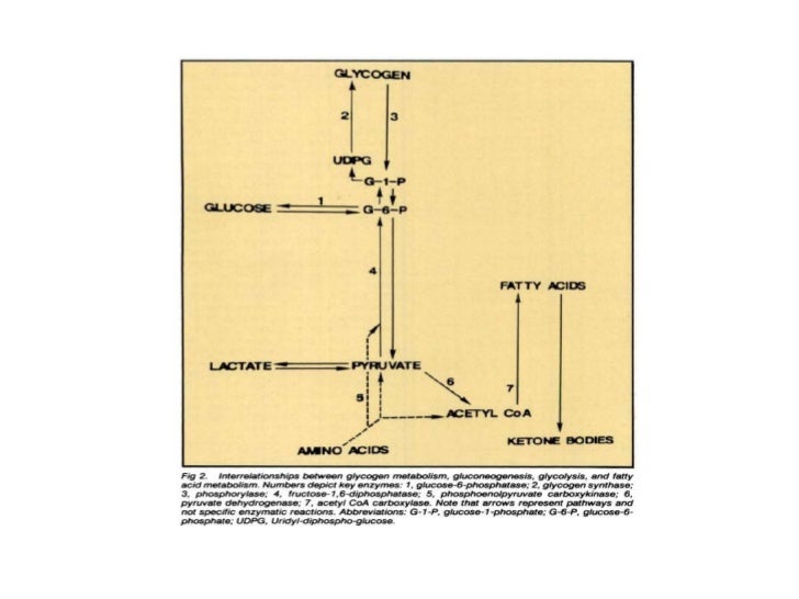 Fisiopatología de la hipoglicemia Fisiopatología de la hipoglicemia