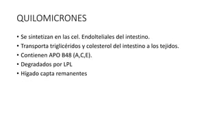 QUILOMICRONES
• Se sintetizan en las cel. Endolteliales del intestino.
• Transporta triglicéridos y colesterol del intestino a los tejidos.
• Contienen APO B48 (A,C,E).
• Degradados por LPL
• Hígado capta remanentes
 
