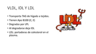 VLDL, IDL Y LDL
• Transporta TAG de hígado a tejidos.
• Tienen Apo B100 (C, E)
• Degradas por LPL
• Al degradarse deja IDL
• LDL: portadoras de colesterol en el
plasma.
 