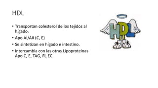 HDL
• Transportan colesterol de los tejidos al
hígado.
• Apo AI/AII (C, E)
• Se sintetizan en hígado e intestino.
• Intercambia con las otras Lipoproteinas
Apo C, E, TAG, Fl, EC.
 