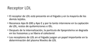 Receptor LDL
• El receptor de LDL está presente en el hígado y en la mayoría de los
demás tejidos.
• Reconoce Apo B-100 y Apo E y por lo tanto interviene en la captación
de LDL, restos de quilomicrones e IDL.
• Después de la internalización, la partícula de lipoproteína se degrada
en los lisosomas y se libera el colesterol.
• Los receptores de LDL en el hígado juegan un papel importante en la
determinación del plasma Niveles de LDL
 