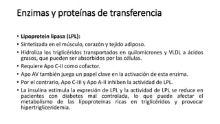 Enzimas y proteínas de transferencia
• Lipoprotein lipasa (LPL):
• Sintetizada en el músculo, corazón y tejido adiposo.
• Hidroliza los triglicéridos transportados en quilomicrones y VLDL a ácidos
grasos, que pueden ser absorbidos por las células.
• Requiere Apo C-II como cofactor.
• Apo AV también juega un papel clave en la activación de esta enzima.
• Por el contrario, Apo C-III y Apo A-II inhiben la actividad de LPL.
• La insulina estimula la expresión de LPL y la actividad de LPL se reduce en
pacientes con diabetes mal controlada, lo que puede afectar el
metabolismo de las lipoproteínas ricas en triglicéridos y provocar
hipertrigliceridemia.
 
