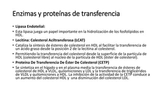 Enzimas y proteínas de transferencia
• Lipasa Endotelial:
• Esta lipasa juega un papel importante en la hidrolización de los fosfolípidos en
HDL.
• Lecitina: Colesterol Aciltransferasa (LCAT)
• Cataliza la síntesis de ésteres de colesterol en HDL al facilitar la transferencia de
un ácido graso desde la posición 2 de la lecitina al colesterol.
• Permitiendo la transferencia del colesterol desde la superficie de la partícula de
HDL (colesterol libre) al núcleo de la partícula de HDL (éster de colesterol).
• Proteína De Transferencia De Éster De Colesterol (CETP)
• Se sintetiza en el hígado y en el plasma media la transferencia de ésteres de
colesterol de HDL a VLDL, quilomicrones y LDL y la transferencia de triglicéridos
de VLDL y quilomicrones a HDL. La inhibición de la actividad de la CETP conduce a
un aumento del colesterol HDL y una disminución del colesterol LDL.
 