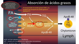 Metabolismo de células intestinales y esteroles
ACAT: acil-CoA colesterol acil transferasa
MPT : proteína de transferencia de triglicéridos microsómicos
NPC1L1 :proteína tipo 1 de Niemann-Pick C1
colesterol, los esteroles
vegetales, los ácidos grasos,
el monoacilglicerol y las
vitaminas liposolubles
contenidas en las micelas El transportador de ácidos grasos CD36 y la
proteína de transporte de ácidos grasos 4
(FATP4)????
Absorción de ácidos grasos
Absorción de ácidos grasos
 