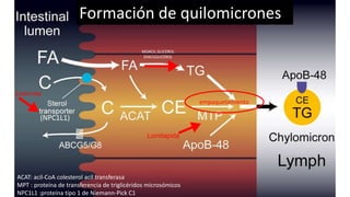 Metabolismo de células intestinales y esteroles
Ezetimibe
Lomitapida
ACAT: acil-CoA colesterol acil transferasa
MPT : proteína de transferencia de triglicéridos microsómicos
NPC1L1 :proteína tipo 1 de Niemann-Pick C1
MOACIL GLICEROL
DIACILGLICEROL
empaquetamiento
Formación de quilomicrones
 