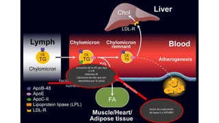 Facilita entrega de
nutrientes
activación de la LPL por Apo
C-II
Hidrolisis
Liberacion de AGL que son
absorbidos por la celula
factor de maduración
de lipasa 1 y GPIHBP1
 