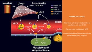 FORMACION DE VLDL
Ésteres de colesterol y triglicéridos se
transfieren a la Apo B-100.
Transferencia mediada por MTP.
La disponibilidad de lípidos determina si
ApoB se degrada o sintetiza.
 