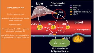 METABOLISMO DE VLDL
Similar a quilomicrones
Niveles altos de quilomicrones pueden
inhibir eliminación.
Formación de IDL.
IDL adquiere ApoE del HDL--> permite
eliminación hepática o LPL
Aprox 50% resto será hidrolizado por
la lipasa hepática  formación de LDL
 