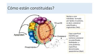 Cómo están constituidas?
Núcleo o core
hidrófobo formado
por lípidos no polares,
es decir, colesterol
esterificado y
triglicéridos (TAG)
Capa superficial
hidrófila que
contiene colesterol
no esterificado,
fosfolípidos y
unas proteínas
específicas
denominadas
apoproteínas (Apo).
 
