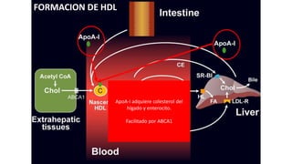 ApoA-I adquiere colesterol del
hígado y enterocito.
Facilitado por ABCA1
FORMACION DE HDL
 