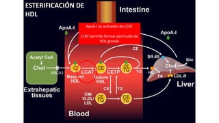 ESTERIFICACIÓN DE
HDL
ApoA-I es activador de LCAT.
LCAT permite formar particulas de
HDL grande
 