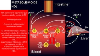 METABOLISMO DE
HDL
HDL transfiere CE a particular que
contienen apoB a cambio de TG
Mediado por CETP
Favorece la metabolización
hepática por lipasas
La actividad de la lipasa hepática
aumenta en estados de resistencia
a la insulina y esto se asocia con
niveles reducidos de colesterol
HDL
La partícula de HDL se une a SR-BI
y el colesterol en HDL se
transporta al hígado sin la
internalización de la partícula de
HDL.
 