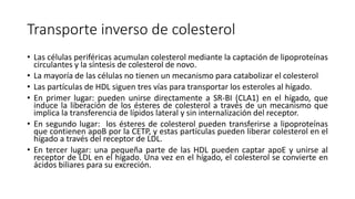 Transporte inverso de colesterol
• Las células periféricas acumulan colesterol mediante la captación de lipoproteínas
circulantes y la síntesis de colesterol de novo.
• La mayoría de las células no tienen un mecanismo para catabolizar el colesterol
• Las partículas de HDL siguen tres vías para transportar los esteroles al hígado.
• En primer lugar: pueden unirse directamente a SR-BI (CLA1) en el hígado, que
induce la liberación de los ésteres de colesterol a través de un mecanismo que
implica la transferencia de lípidos lateral y sin internalización del receptor.
• En segundo lugar: los ésteres de colesterol pueden transferirse a lipoproteínas
que contienen apoB por la CETP, y estas partículas pueden liberar colesterol en el
hígado a través del receptor de LDL.
• En tercer lugar: una pequeña parte de las HDL pueden captar apoE y unirse al
receptor de LDL en el hígado. Una vez en el hígado, el colesterol se convierte en
ácidos biliares para su excreción.
 