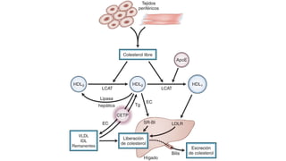 Fisiopatología de lípidos.pptx