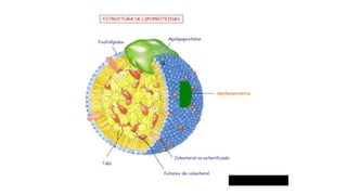 Apolipoproteína
 