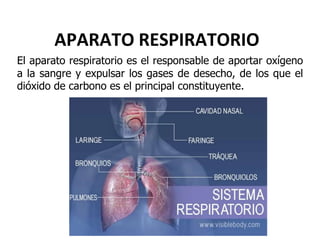 APARATO RESPIRATORIO
El aparato respiratorio es el responsable de aportar oxígeno
a la sangre y expulsar los gases de desecho, de los que el
dióxido de carbono es el principal constituyente.
 