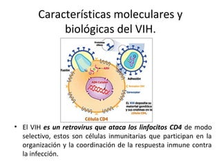 Características moleculares y
biológicas del VIH.
• El VIH es un retrovirus que ataca los linfocitos CD4 de modo
selectivo, estos son células inmunitarias que participan en la
organización y la coordinación de la respuesta inmune contra
la infección.
 