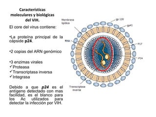 Características
moleculares y biológicas
del VIH.
El core del virus contiene:
•La proteína principal de la
cápside p24.
•2 copias del ARN genómico
•3 enzimas virales
Proteasa
Transcriptasa inversa
Integrasa
Debido a que p24 es el
antígeno detectado con mas
facilidad, es el blanco para
los Ac utilizados para
detectar la infección por VIH.
 
