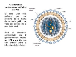 Características
moleculares y biológicas
del VIH.
El core viral esta
rodeado por una
proteína de la matriz
denominada p17, que
yace por debajo de la
envoltura viral.
Esta se encuentra
ensamblada con 2
glucoproteínas virales,
gp 120 y gp 41, que
son criticas para la
infección de la células.
 
