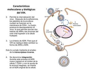 Características
moleculares y biológicas
del VIH.
2. Permite la internalización del
virus . Después de la adherencia,
los péptidos de la envoltura
nuclear se fusionan en la
membrana de CD4+. La fusión
produce la descapsidación dl
virus, lo que permite que las dos
hebras de ARN y las enzimas del
core viral ingresen a la célula
huésped.
3. La síntesis de ADN. Para que el
VIH se replique debe cambiar su
forma de ARN a ADN.
Esto lo cumple mediante el empleo
de la transcriptasa inversa.
4. Se denomina integración
durante este proceso el ADN
nuevo ingresa en el núcleo de la
célula T CD4+ y con la ayuda de
la enzima integrasa, se inserta
en el ADN original de la célula.
 