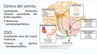 Centro del vómito
Localización: formación
reticular ascendente del
bulbo raquídeo.
 Aferencias:
centrales/periféricas
ZGQ
Localización: piso del cuarto
ventrículo.
 Carece de barrera
hematoencefálica.
 