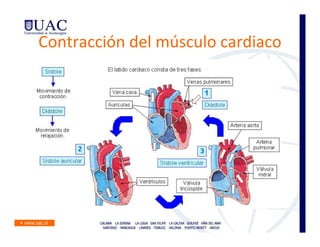 Contracción del músculo cardiaco
 