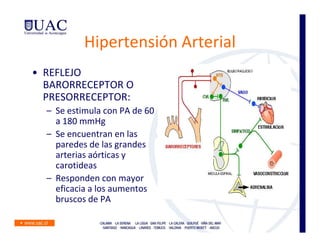 Hipertensión Arterial
• REFLEJO
  BARORRECEPTOR O
  PRESORRECEPTOR:
  – Se estimula con PA de 60
    a 180 mmHg
  – Se encuentran en las
    paredes de las grandes
    arterias aórticas y
    carotideas
  – Responden con mayor
    eficacia a los aumentos
    bruscos de PA
 