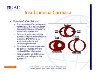 Insuficiencia Cardiaca
• Hipertrofia Ventricular
   – El stress o tensión de la pared
     ventricular, más la activación
     neurohormonal. estimulan la
     hipertrofia ventricular
   – Este ventrículo, más rígido,
     aumenta la presión diastólica,
     lo que se transmite a la
     aurícula izquierda y al
     territorio pulmonar
   – Esto lleva a mayor capacidad
     de generar fuerza. Pero la
     contractilidad disminuye
   – Esta situación se deteriora a
     medida que la hipertrofia
     aumenta
 