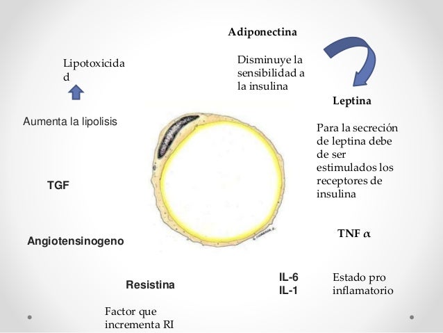 Fisiopatología obesidad Fisiopatología obesidad