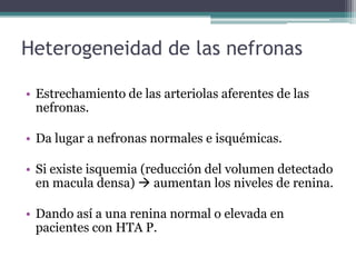Heterogeneidad de las nefronas

• Estrechamiento de las arteriolas aferentes de las
  nefronas.

• Da lugar a nefronas normales e isquémicas.

• Si existe isquemia (reducción del volumen detectado
  en macula densa)  aumentan los niveles de renina.

• Dando así a una renina normal o elevada en
  pacientes con HTA P.
 