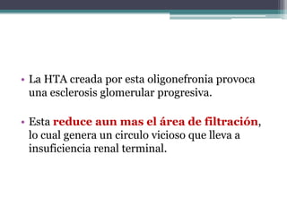 • La HTA creada por esta oligonefronia provoca
  una esclerosis glomerular progresiva.

• Esta reduce aun mas el área de filtración,
  lo cual genera un circulo vicioso que lleva a
  insuficiencia renal terminal.
 