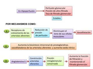 Perfusión glomerular
           En Hipoperfusión               Presión de ultra filtrado
                                          Tasa de filtrado glomerular
                                                 Estables

POR MECANISMOS COMO:

    Receptores de               Reducción de      Disminuyen el
1                                                                         Vasodilatación
    estiramiento de las         presión           tono de sus células
    arteriolas aferentes        de perfusión      musculares


           Aumenta la biosíntesis intrarrenal de prostaglandinas
2
    vasodilatadoras de las arteriolas aferentes y aumento oxido nítrico


                                                                   Aumenta la fracción
                           Constricción    Presión                 de filtración y
3   Angiotensina II        arteriolas      intraglomerular          manteniendo el
                           eferentes       conservada              filtrado glomerular.
 