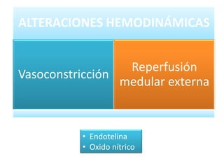ALTERACIONES HEMODINÁMICAS


                  Reperfusión
Vasoconstricción
                 medular externa



          • Endotelina
          • Oxido nítrico
 