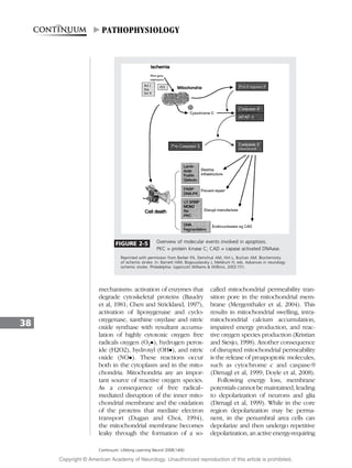 mechanisms: activation of enzymes that
degrade cytoskeletal proteins (Baudry
et al, 1981; Chen and Strickland, 1997),
activation of lipoxygenase and cyclo-
oxygenase, xanthine oxydase and nitric
oxide synthase with resultant accumu-
lation of highly cytotoxic oxygen free
radicals oxygen (O2), hydrogen perox-
ide (H2O2), hydroxyl (OH), and nitric
oxide (NO). These reactions occur
both in the cytoplasm and in the mito-
chondria. Mitochondria are an impor-
tant source of reactive oxygen species.
As a consequence of free radical–
mediated disruption of the inner mito-
chondrial membrane and the oxidation
of the proteins that mediate electron
transport (Dugan and Choi, 1994),
the mitochondrial membrane becomes
leaky through the formation of a so-
called mitochondrial permeability tran-
sition pore in the mitochondrial mem-
brane (Mergenthaler et al, 2004). This
results in mitochondrial swelling, intra-
mitochondrial calcium accumulation,
impaired energy production, and reac-
tive oxygen species production (Kristian
and Siesjo, 1998). Another consequence
of disrupted mitochondrial permeability
is the release of proapoptotic molecules,
such as cytochrome c and caspase-9
(Dirnagl et al, 1999; Doyle et al, 2008).
Following energy loss, membrane
potentials cannot be maintained, leading
to depolarization of neurons and glia
(Dirnagl et al, 1999). While in the core
region depolarization may be perma-
nent, in the penumbral area cells can
depolarize and then undergo repetitive
depolarization, an active energy-requiring
38
Continuum: Lifelong Learning Neurol 2008;14(6)
FIGURE 2-5 Overview of molecular events involved in apoptosis.
PKC = protein kinase C; CAD = capase activated DNAase.
Reprinted with permission from Barber PA, Demchuk AM, Hirt L, Buchan AM. Biochemistry
of ischemic stroke. In: Barnett HJM, Bogousslavsky J, Meldrum H, eds. Advances in neurology:
ischemic stroke. Philadelphia: Lippincott Williams  Willkins, 2003:151.
PATHOPHYSIOLOGY
Copyright @ American Academy of Neurology. Unauthorized reproduction of this article is prohibited.
 