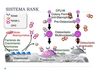 Osteoclasto
Osteoblastos
Células
Mesenquimaticas
Factores de
Crecimiento
Hormonas
Citoquinas Osteoclasto
Activado
CFU-M
Pre-Osteoclasto
Osteoclasto
Multinucleado
Osteoclasto
Inactivado
Colony Forming
Unit-Macrophage
RANK
RANK-L
OPG
SISTEMA RANK
 