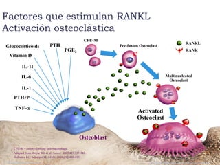 Osteoblast
Activated
Osteoclast
TNF-α
PTH
IL-1
PTHrP
Glucocorticoids
Vitamin D
PGE2
IL-11
RANKL
RANK
CFU-M = colony-forming unit-macrophage.
Adapted from: Boyle WJ, et al. Nature. 2003;423:337-342.
Hofbauer LC, Schoppet M. JAMA. 2004;292:490-495.
Factores que estimulan RANKL
Activación osteoclástica
IL-6
Provided as an educational resource. Do not copy or distribute.© 2007 Amgen. All rights reserved.
Pre-fusion Osteoclast
CFU-M
Multinucleated
Osteoclast
 