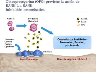 Osteoprotegerina (OPG) previene la unión de
RANK L a RANK
Inhibición osteoclástica
Bone Resorption Inhibited
Osteoclastos innhibidos:
Formación, Función,
y sobrevida
Provided as an educational resource. Do not copy or distribute.© 2007 Amgen. All rights reserved.
Osteoblasts
Hormones
Growth
Factors
Cytokines
Adapted from: Boyle WJ, et al. Nature. 2003;423:337-342.
Bone FormationBone Formation
RANKL
RANK
OPG
CFU-M Pre-fusion
Osteoclast
 