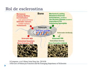 Rol de esclerostina
ession in osteocytes through the Wnt/b-catenin pathway49
. porosis, circulating sclerostin levels correlate with estrogen
ostin and disease. Many orthopaedic conditions act on the osteocyte to increase sclerostin expression (red) or decrease expression (green) and,
equently, downregulate or upregulate bone formation, respectively. PTH = parathyroid hormone.
1662
THE JOURNAL OF BONE & JOINT SURGERY d
JBJS.ORG
VOLUME 96-A d
NUMBER 19 d
OCTOBER 1, 2014
A REVIEW OF OSTEOCYTE FUNCTION A ND THE EMERGING
IMPORTANCE OF SCLEROSTIN
J.Compston et al J Bone Joint Surg Am. 2014;96
A Review of Osteocyte Function and the Emerging Importance of Sclerostin
 